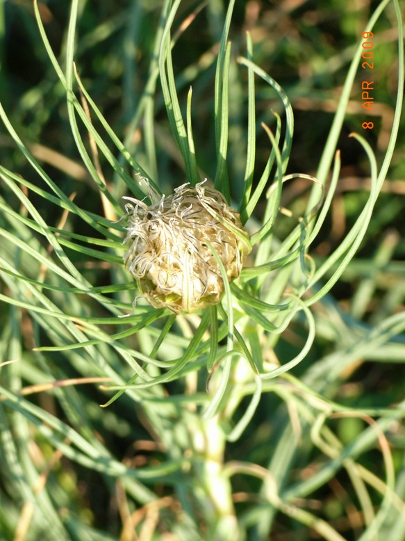 Gargano:  Asphodeline lutea